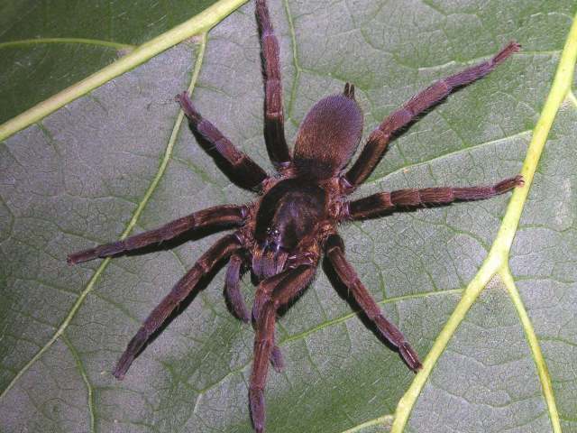Holothele culebrae (Petrunkevitch, 1929), female, Puerto Rico