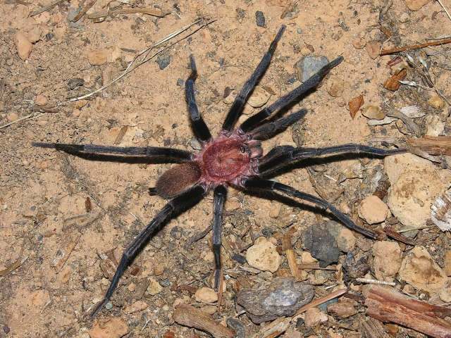 Holothele longipes (L. Koch, 1873), male, Trinidad Island, West Indies