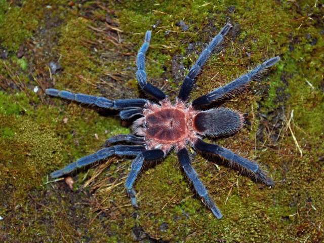 Holothele longipes (L. Koch, 1875), female, Norte de Santander, Colombia. (Photo - E. Thier)