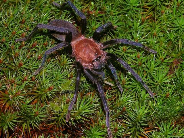 Holothele longipes (L. Koch, 1875), female, Trinidad Island, West Indies