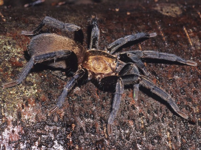 Holothele shoemakeri (Petrunkevitch 1926), female, St. Thomas Island, West Indies