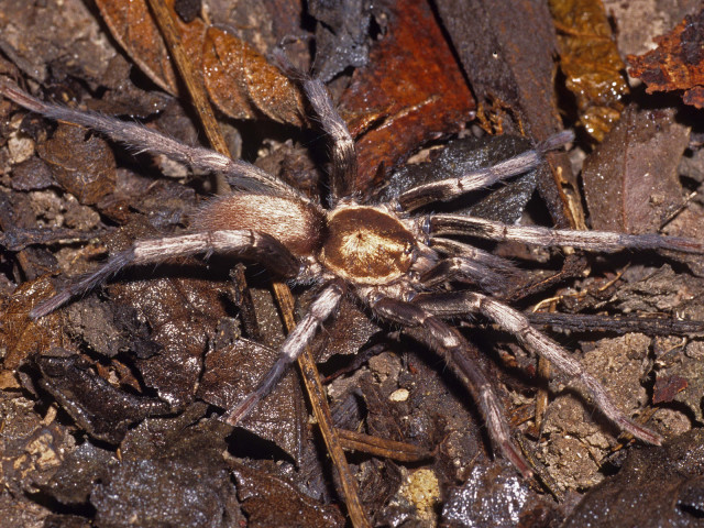Holothele shoemakeri (Petrunkevitch 1926), male, St. Thomas Island, West Indies