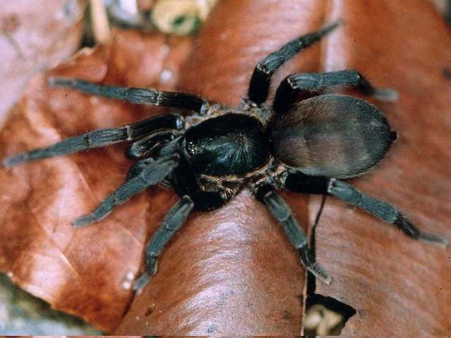 Holothele sulfurensis MarÇchal, 2005, Guadeloupe Island, West Indies. (Photo - F. Vol)