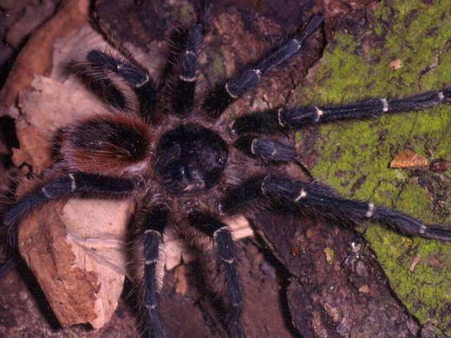 Homoeomma brazilianum (Chamberlin 1917), male, Brazil. (Photo - R. Bertani)