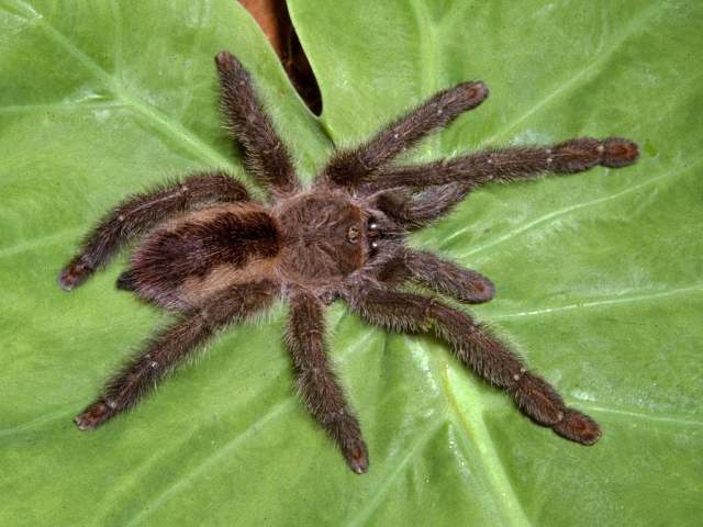 Iridopelma vanini Bertani, 2012, female, Brazil. (Photo - R. Bertani)