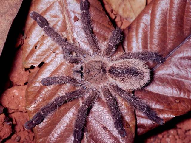 Iridopelma zorodes (Mello-Leit∆o, 1926), female, Brazil. (Photo - R. Bertani)