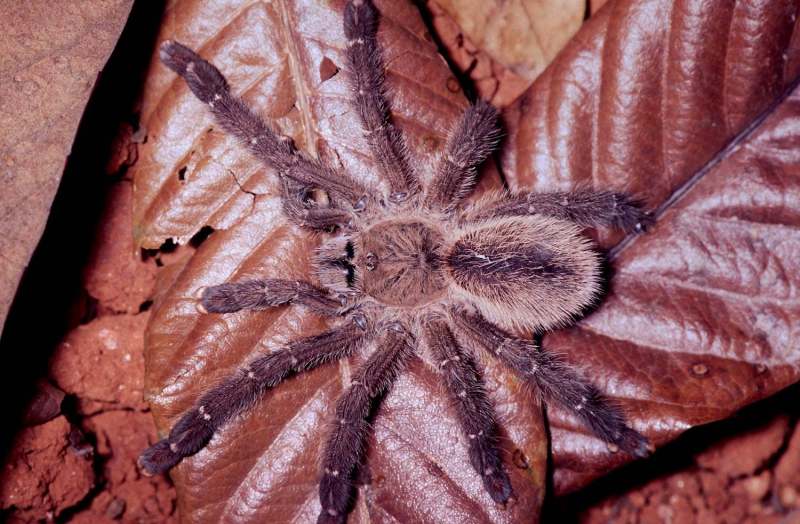 Iridopelma zorodes (Mello-Leit∆o, 1926), female, Brazil. (Photo - R. Bertani)