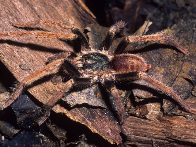 Ischnocolinae sp.1, male, French Guiana