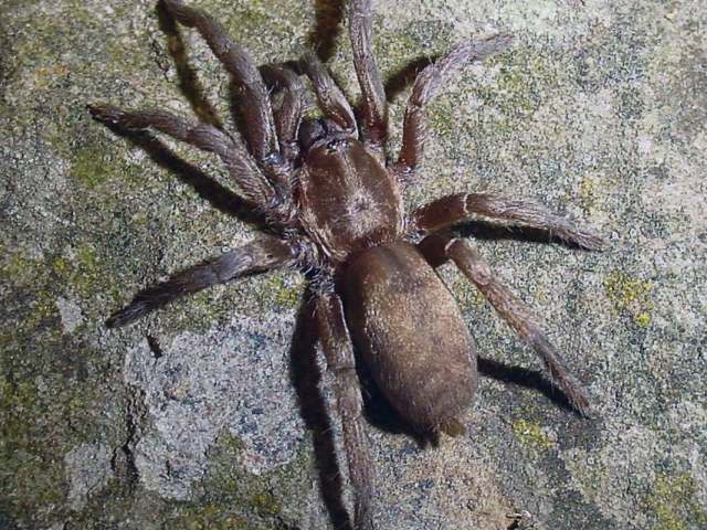 Ischnocolus cf mogadorensis Simon, 1909, female, w. Kingdom of Morocco. (Photo - G. Tansley)