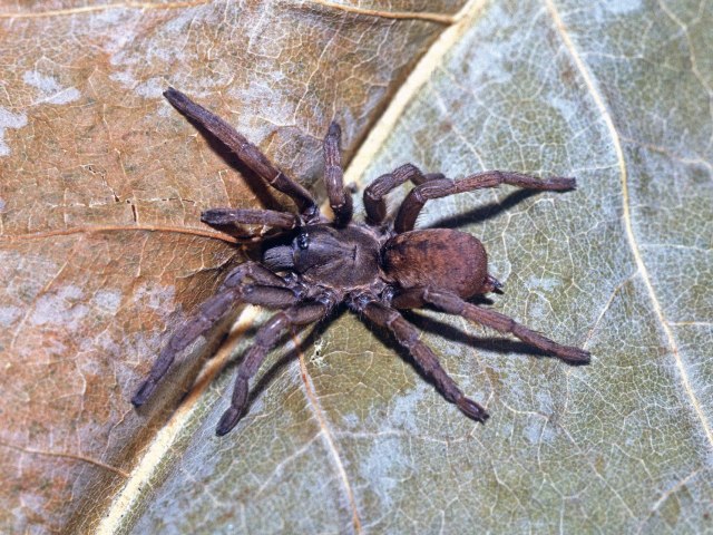 Ischnocolus elongatus (Simon, 1873), female, Azron, Morocco