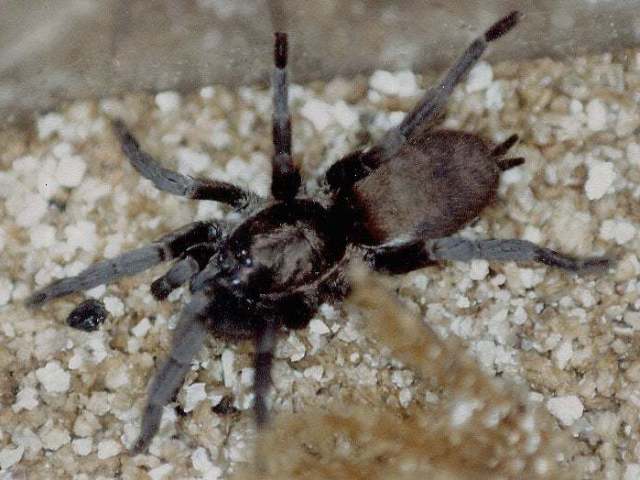 Ischnocolus hancocki Smith 1990, female, Kingdom of Morocco, North Africa. (Photo - J. & K. Hancock)