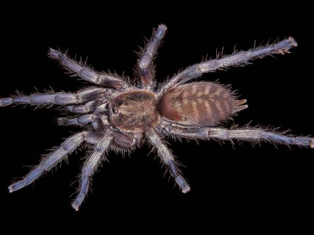 Ischnocolus jickelii L. Koch, 1875, female, sw. Yemen & se. Sultanate of Oman