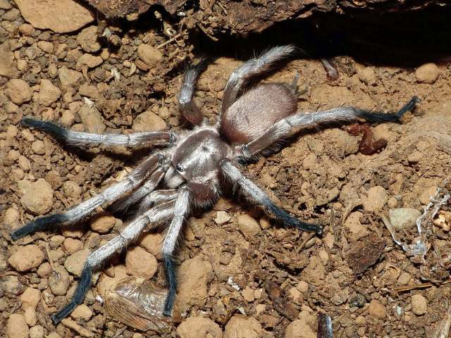 Ischnocolus jickelii L. Koch, 1875,  male, United Arab Emirates