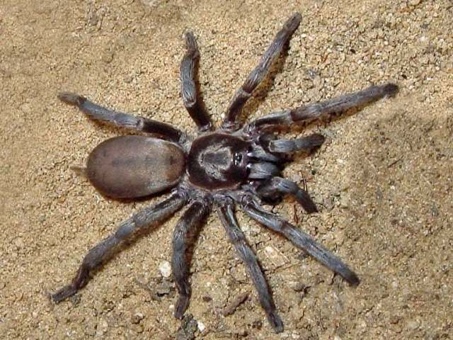 Ischnocolus valentinus (Dufour, 1820), female, Gela, Sicily (Italy). (Photo - N. Sciagura)