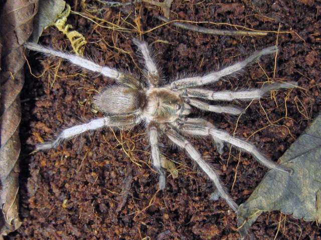 Ischnocolus vanandelae Montemor, West & Zamani, 2020, male, Dhofar Province, Sultanate of Oman. (Photo - M. Gamache) Ischnocolus vanandelae Montemor, West & Zamani, 2020, male, Dhofar Province, Sultanate of Oman. (Photo - M. Gamache)