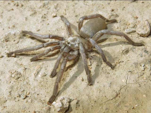 Ischnocolus vanandelae Montemor, West & Zamani, 2020, subadult female, Hormozgan Province, Iran. (Photo - A. Zamani)