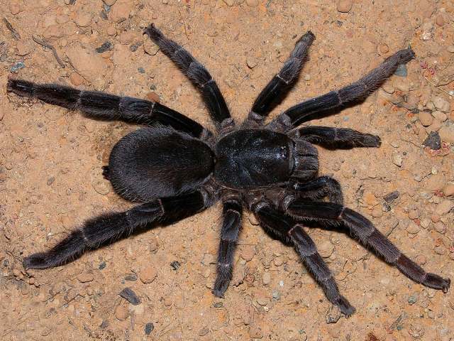 Lyrognathus fuscus West & Nunn 2010, female, Borneo-gigapixel-standard-scale-2_00x
