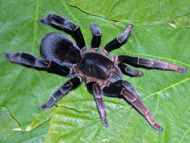 Lyrognathus giannisposatoi Nunn & West 2013, female, Sumatra, Indonesia