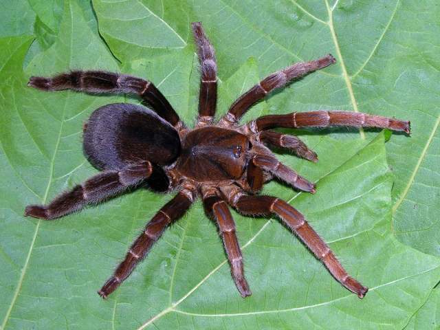 Lyrognathus giannisposatoi Nunn & West 2013, female [premolt], Sumatra