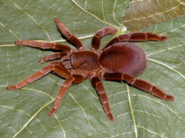 Lyrognathus lessunda West & Nunn 2010, female [premolt coloration], Lombok Island, Indonesia, RCW