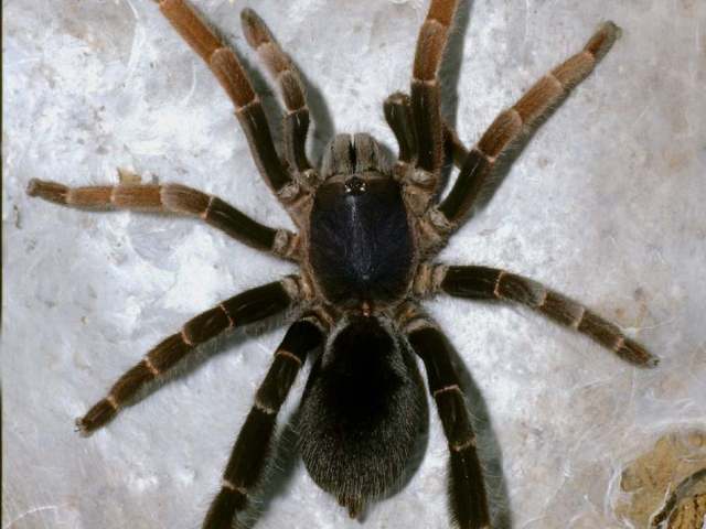 Lyrognathus lessunda, female (postmolt), Lombok Island. Photo Rick C. West