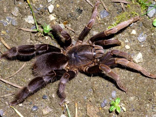 Lyrognathus robustus Smith 1988, female, West Malaysia