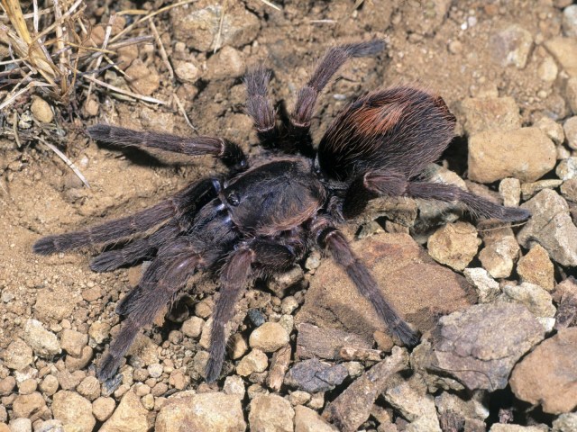 Magnacarina aldana (West, 2000), Nayarit State, Mexico