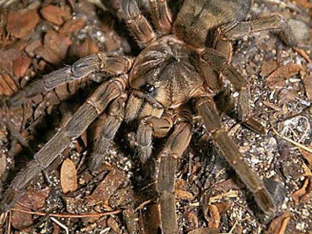 Mascaraneus remotus Gallon, 2005, female, Serpent Island, Republic of Mauritius. (Photo - D. Barron)