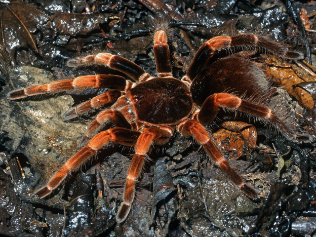 Megaphobema mesomelas (O. Pickard-Cambridge, 1892), female (pre-molt), Costa Rica