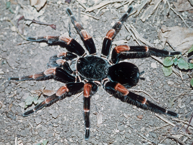 Megaphobema mesomelas (O. Pickard-Cambridge, 1892), male (post-molt), Costa Rica