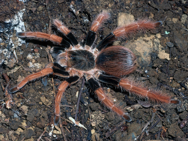 Megaphobema robustum (Ausserer, 1875), female, Colombia