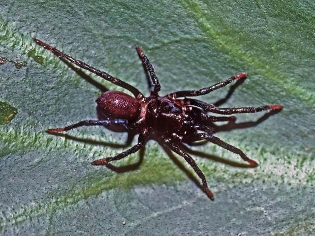 Melloina rickwesti Raven, 1999, female, Gamboa, Panama