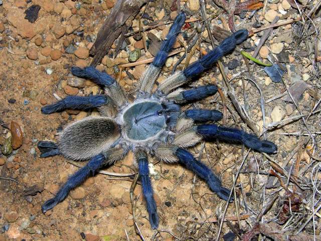 Monocentropus balfouri Pocock 1897, female, Socotra Island, Yemen. Rick C. West