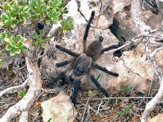 Monocentropus balfouri Pocock, 1897, female 'in situ', Socotra Island Yemen. (Photo - P. Hanacek)