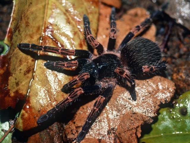 Neischnocolus sp., female, Gamboa, Panama