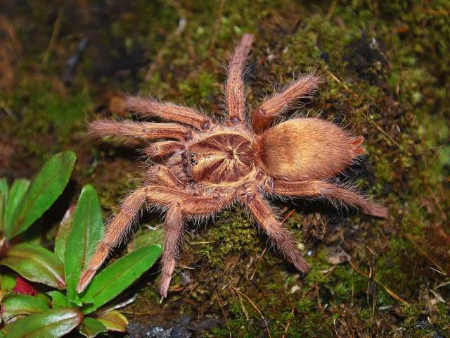 Neoholothele incei (F.O.P-Cambridge, 1899), female (golden morph), Trinidad Island, West Indies. (Photo - E. Ythier)
