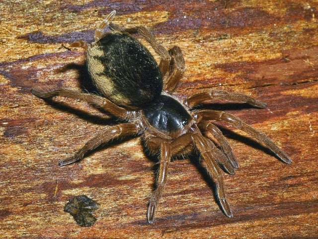 Neostenotarsus guianensis (Caporiacco, 1954), female, Montsinery, French Guiana