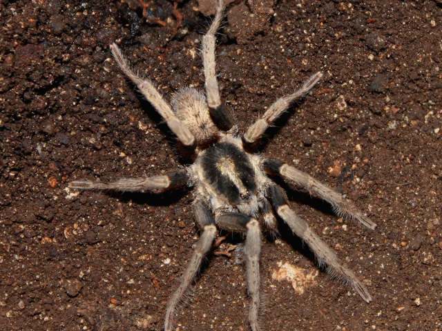 Nesiergus insulanus Simon, 1903, male, Seychelles Islands. (Photo - G. Canning)