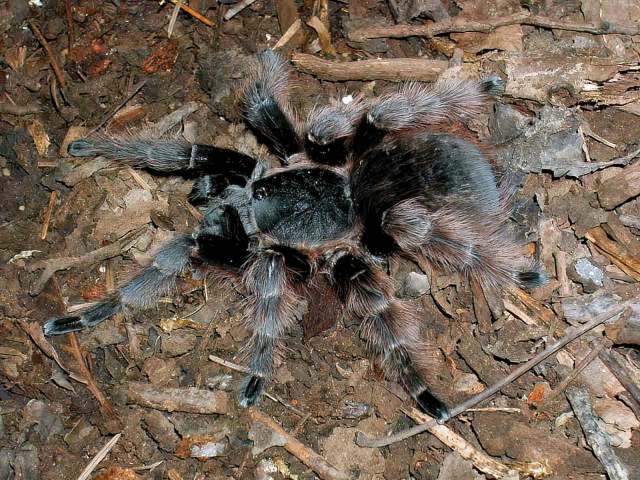 Nhandu carapoensis Lucas, 1983, female, Brazil