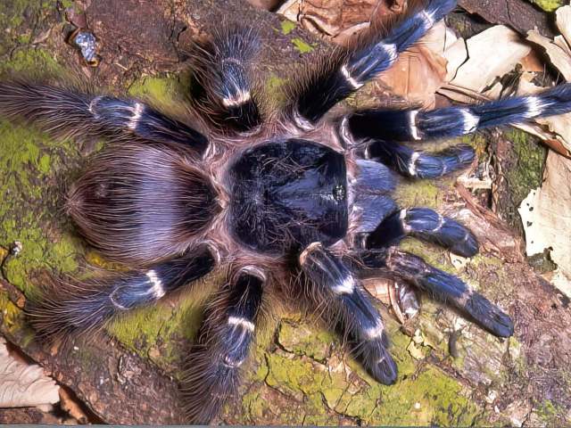 Nhandu cerradensis Bertani, 2001, female, Brazil (Photo - R. Bertani)