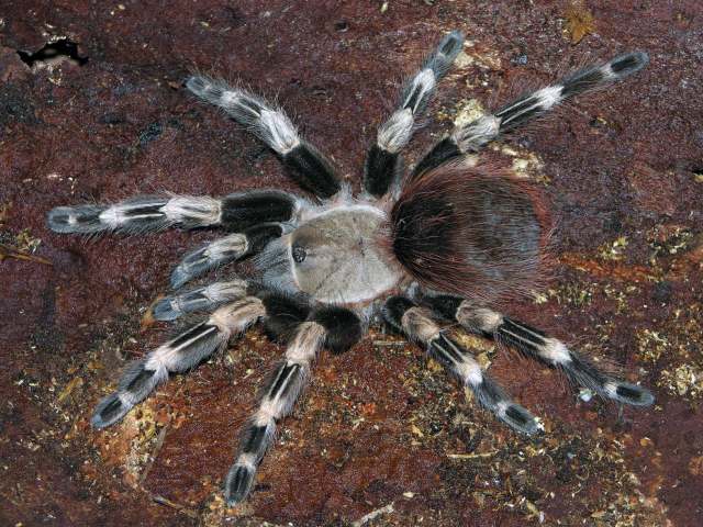 Nhandu chromatus Schmidt, 2004, female (color morphotype), Brazil