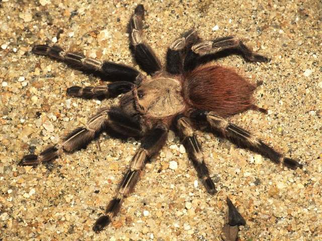 Nhandu chromatus Schmidt 2004, female (light morph), Brazil. (Photo - B. Lamar)