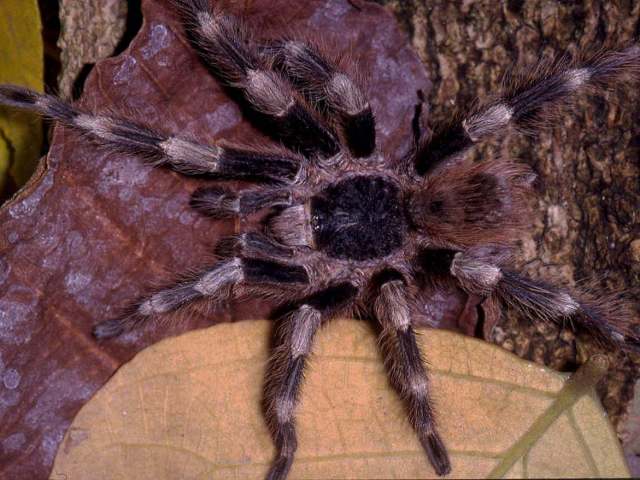 Nhandu coloratovillosum male, Brazil. (Photo - R. Bertani)
