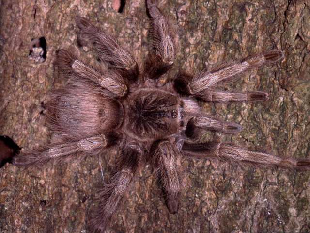 Nhandu coloratovillosus (Schmidt 1998), female (color morph), Brazil. (Photo - R. Bertani)