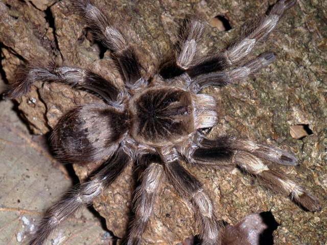 Nhandu coloratovillosus (Schmidt, 1998), female (color morph2), Brazil. (Photo - R. Bertani)