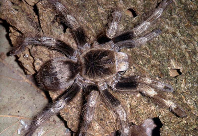 Nhandu coloratovillosus (Schmidt, 1998), female (color morph2), Brazil. (Photo - R. Bertani)