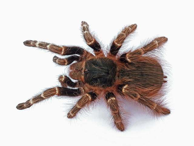 Nhandu sp.1, female, Brazil. (Photo - V. Ghirotto)