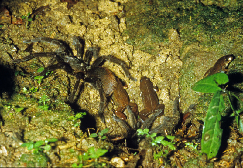 Pamphobeteus antinous Pocock, 1903, female with late instar young and cohabiting with a microhylid frog at maternal burrow, se Peru. (Photo - R. Cocroft)