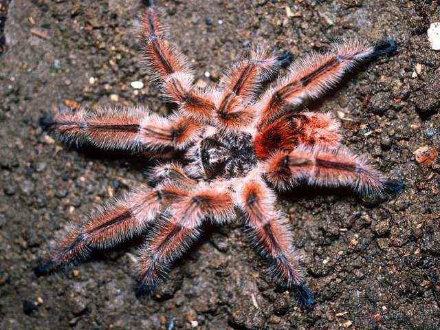 Phrixotrichus sp., male, Chile