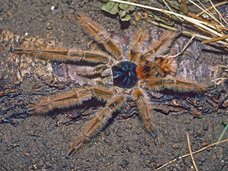 Phrixotrichus vulpinus (Karsch, 1880), male, s. Chile